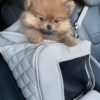 Teacup puppy shop central Fl, tiny puppy for sale, Chihuahua, shihtzu, Pomeranian, Siberian husky, poodle puppies for sale in Belleview Fl Teacup puppy shop central Fl, tiny puppy for sale, Chihuahua, shihtzu, Pomeranian, Siberian husky, poodle puppies for sale in Belleview Fl
