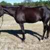 2011-gelding-127503-3_l 2011-gelding-127503-3_l