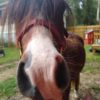 ponies malone nose ponies malone nose