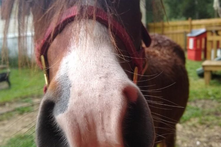 ponies malone nose ponies malone nose