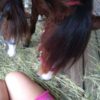 ponies2 ponies2