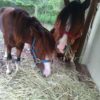 ponies ponies