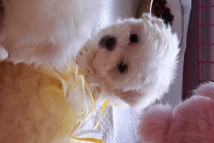 Teacup puppy shop central Fl, tiny puppy for sale, Chihuahua, shihtzu, Pomeranian, Siberian husky, poodle puppies for sale in Belleview Fl Teacup puppy shop central Fl, tiny puppy for sale, Chihuahua, shihtzu, Pomeranian, Siberian husky, poodle puppies for sale in Belleview Fl
