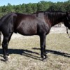 2011-gelding-127503-2_l 2011-gelding-127503-2_l