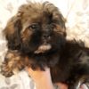 Pekingese, poodle, Shih Tzu, Chihuahua, puppies in Central Florida for sale, tiny toy puppies for sale central Florida, Bellevue Florida puppies for sale, tiny puppies for sale in Central Florida, Puppy store in Belleview Florida Pekingese, poodle, Shih Tzu, Chihuahua, puppies in Central Florida for sale, tiny toy puppies for sale central Florida, Bellevue Florida puppies for sale, tiny puppies for sale in Central Florida, Puppy store in Belleview Florida