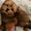 Teacup puppy shop central Fl, tiny puppy for sale, Chihuahua, shihtzu, Pomeranian, Siberian husky, poodle puppies for sale in Belleview Fl Teacup puppy shop central Fl, tiny puppy for sale, Chihuahua, shihtzu, Pomeranian, Siberian husky, poodle puppies for sale in Belleview Fl
