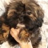 Pekingese, poodle, Chihuahua, puppy for sale Belleview Florida, Puppy’s in Central Florida for sale, Puppy store in Central Florida, Puppy shop in Central Florida, puppies available for sale, Puppy shop, Bellevue Florida tiny puppy Pekingese, poodle, Chihuahua, puppy for sale Belleview Florida, Puppy’s in Central Florida for sale, Puppy store in Central Florida, Puppy shop in Central Florida, puppies available for sale, Puppy shop, Bellevue Florida tiny puppy