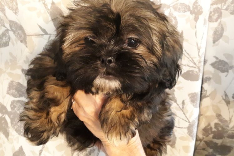 Pekingese, poodle, Chihuahua, puppy for sale Belleview Florida, Puppy’s in Central Florida for sale, Puppy store in Central Florida, Puppy shop in Central Florida, puppies available for sale, Puppy shop, Bellevue Florida tiny puppy Pekingese, poodle, Chihuahua, puppy for sale Belleview Florida, Puppy’s in Central Florida for sale, Puppy store in Central Florida, Puppy shop in Central Florida, puppies available for sale, Puppy shop, Bellevue Florida tiny puppy