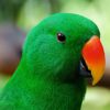 eclectus-parrot-green-maccaw eclectus-parrot-green-maccaw