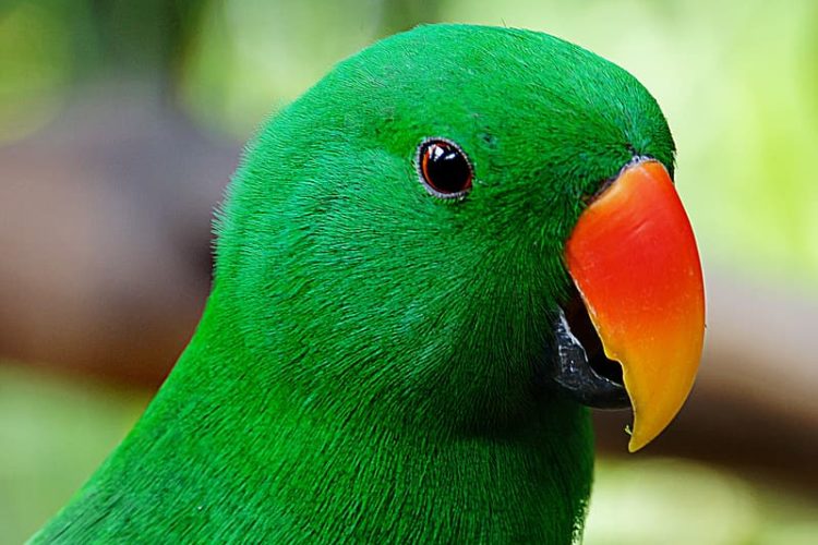 eclectus-parrot-green-maccaw eclectus-parrot-green-maccaw