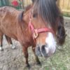 ponies3 ponies3