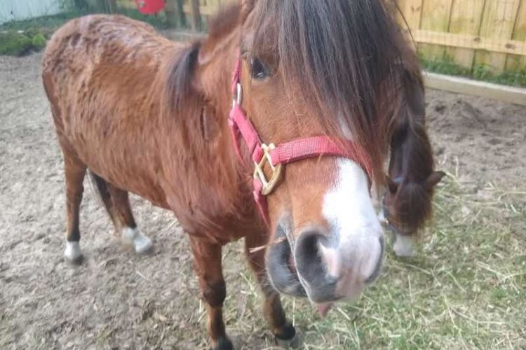 ponies3 ponies3