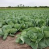 collards 4 collards 4