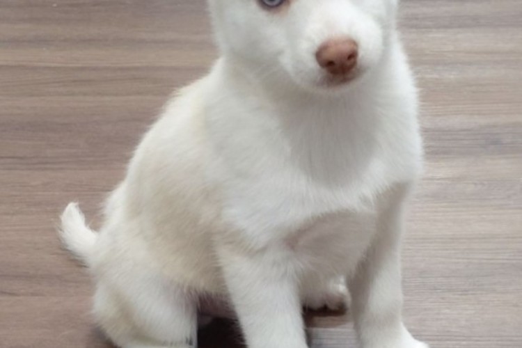 Pomsky Puppy Hans Pose Pomsky Puppy Hans Pose