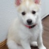 Pomsky Puppy Pippin Pose Pomsky Puppy Pippin Pose