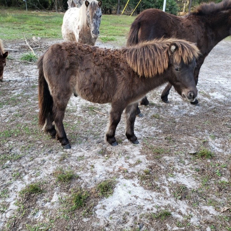 Horses for Sale > Ocala, FL Ocala4sale