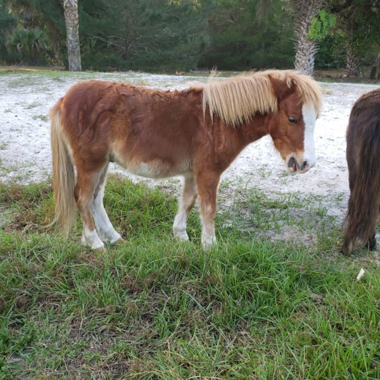 Horses for Sale > Ocala, FL Ocala4sale