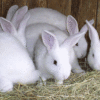 rabbits 1 rabbits 1