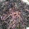 worms 2-13-19 worms 2-13-19
