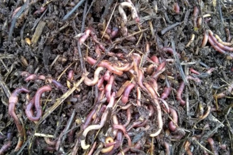 worms 2-13-19 worms 2-13-19