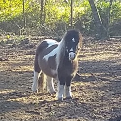 Horses For Sale Ocala Fl Ocala4sale