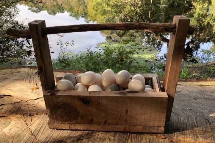 Duck Eggs Duck Eggs