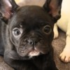 puppy puppy