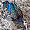 Muscovy ducks Muscovy ducks