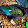 Muscovy ducks Muscovy ducks