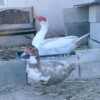 Muscovy ducks Muscovy ducks