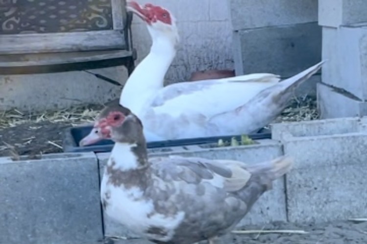 Muscovy ducks Muscovy ducks