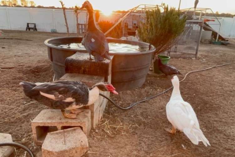 Muscovy ducks Muscovy ducks