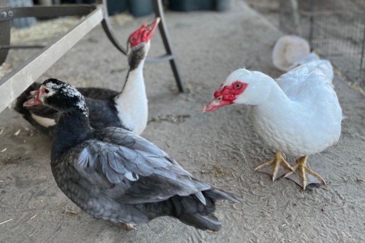 Muscovy ducks Muscovy ducks