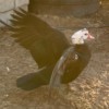 Muscovy ducks Muscovy ducks