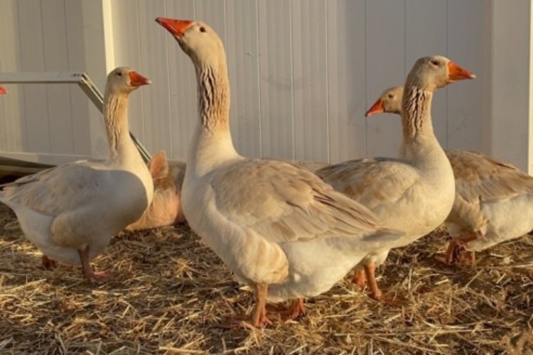 American Buff Geese American Buff Geese