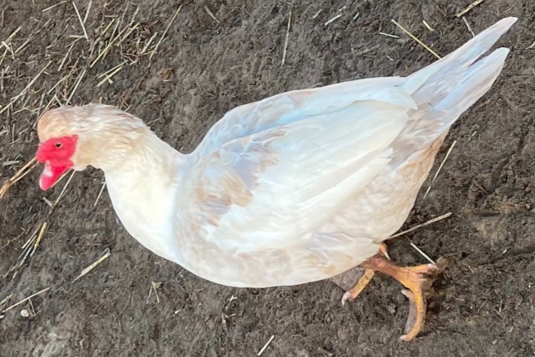 Muscovy ducks Muscovy ducks
