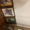 Animal pictures Animal pictures