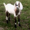 Spotted Nubian Buckling Spotted Nubian Buckling