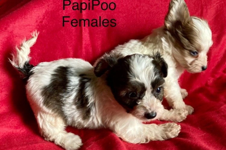 PapiPoos PapiPoos