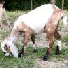Moonspotted Baby Goat Moonspotted Baby Goat