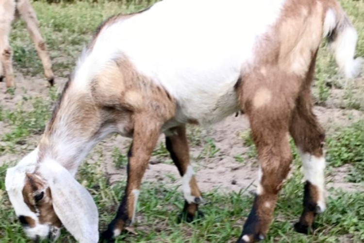 Moonspotted Baby Goat Moonspotted Baby Goat