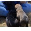 - Image 2 - Image 2