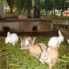Rabbit-farming-2 Rabbit-farming-2