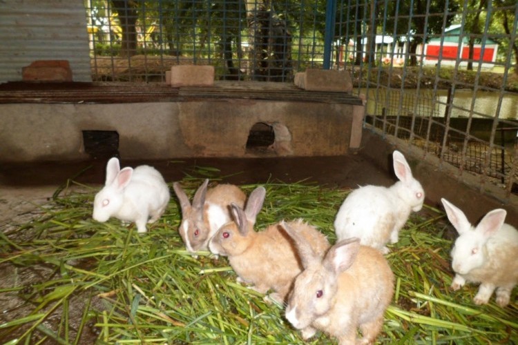 Rabbit-farming-2 Rabbit-farming-2