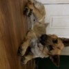 Head tilting Head tilting