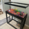 fishtank fishtank