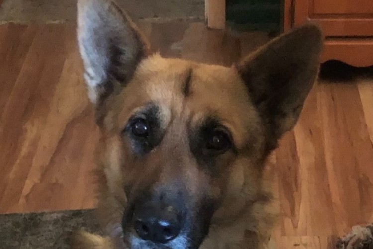 Alert when food is around Alert when food is around