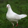 PIGEON PIGEON
