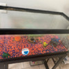 fishtank2 fishtank2