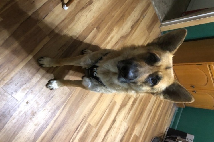 Sits when told to Sits when told to